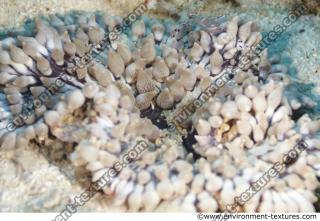 Photo Reference of Coral Sudan Undersea 0058